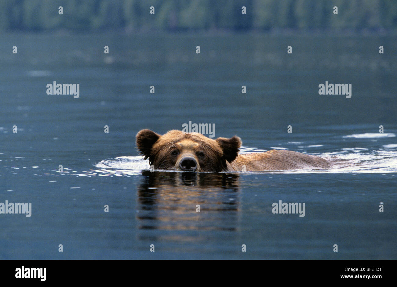 Mâle adulte Grizzli (Ursus arctos horribilis) nager à travers une entrée d'eau salée de Grizzlis Khutzeymateen britannique Sanctuaire Banque D'Images