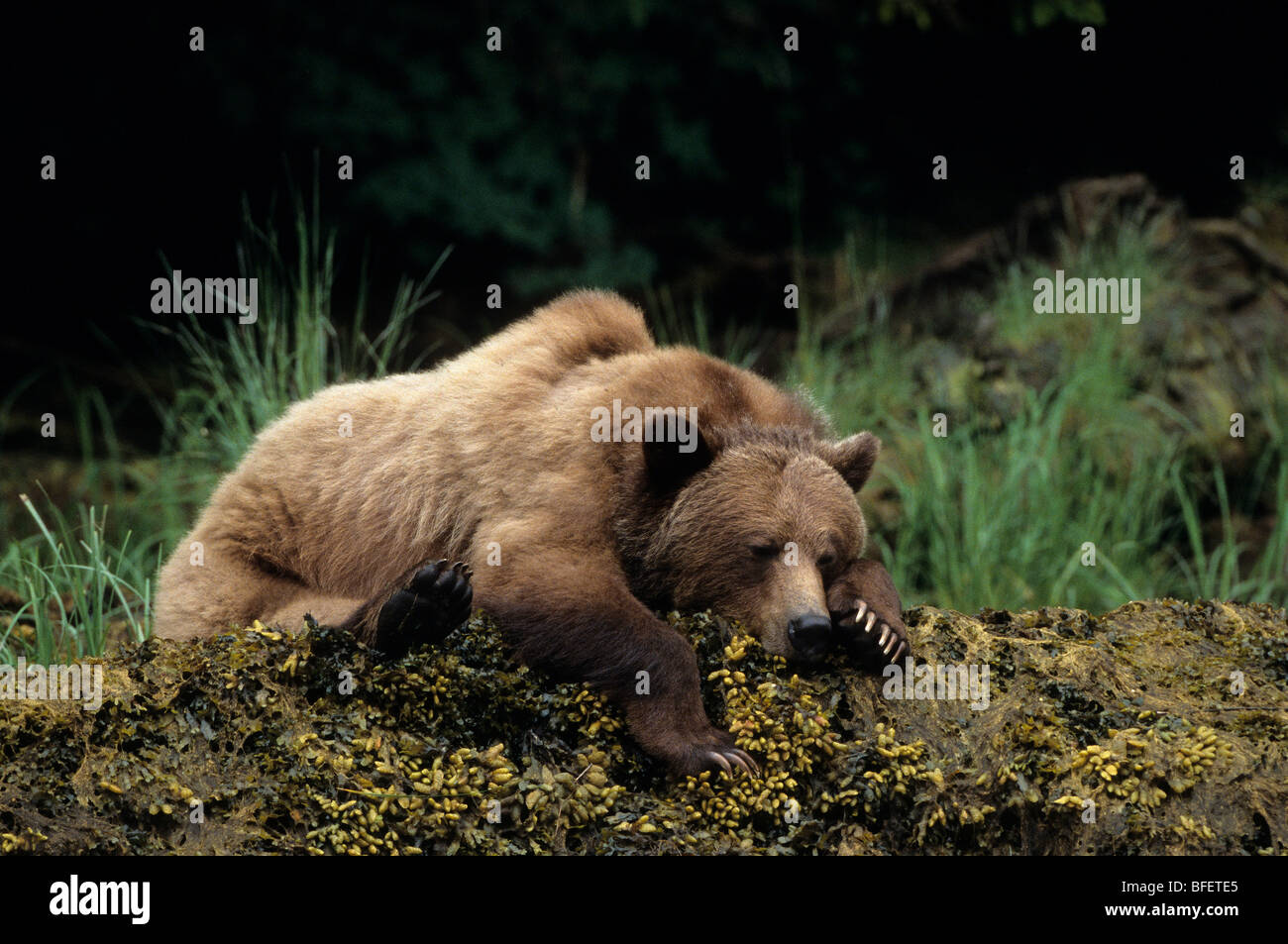 Femelle Grizzli (Ursus arctos horribilis) reposant, Khutzeymateen Grizzly Bear Sanctuary, British Columbia, Canada Banque D'Images