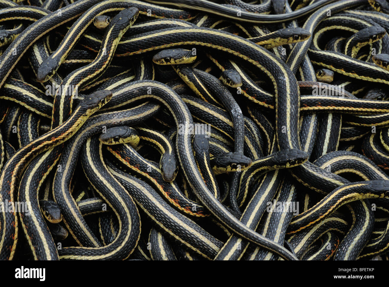 Serpents Qui Se Tordent Banque d'image et photos Alamy