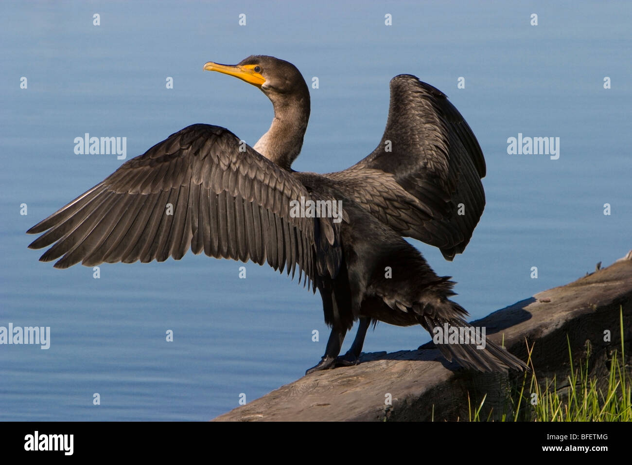 Jeune cormoran à aigrettes (Phalacrocorax auritus) sécher les ailes, Gimli, Manitoba, Canada Banque D'Images