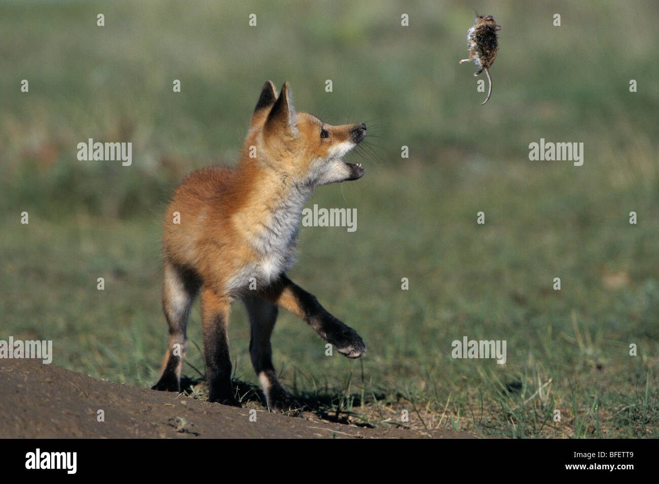 Le renard roux (Vulpes vulpes) petits jouant avec la souris sylvestre (Peromyscus maniculatus), près de Maple Creek, Saskatchewan, Canada Banque D'Images