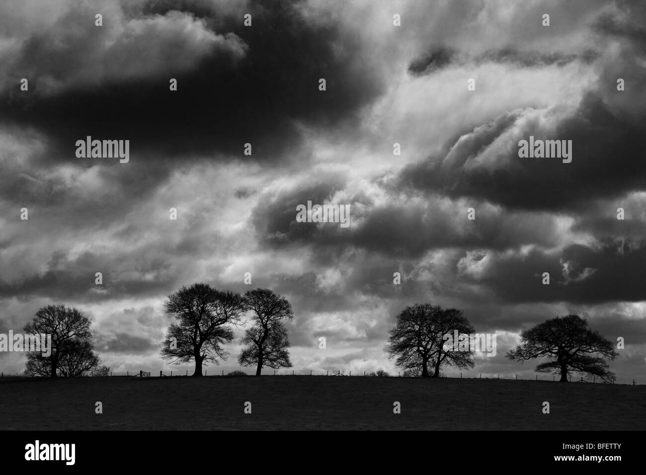 Ciel d'orage sur le bois de chêne en hiver, en noir et blanc, en Angleterre, Royaume-Uni Banque D'Images
