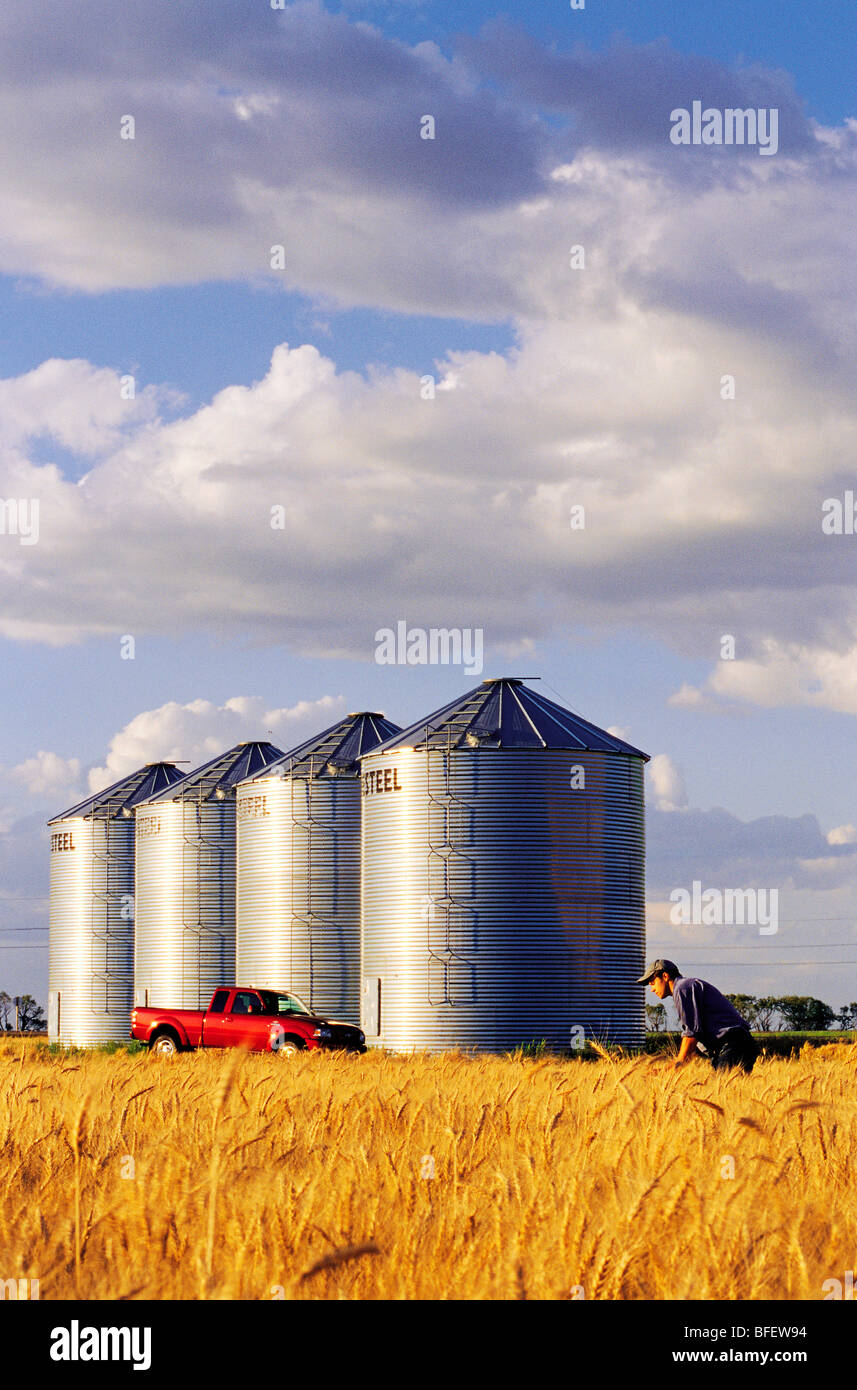 Un agriculteur vérifie sa récolte de blé d'hiver à maturité avec des bacs de stockage des grains dans le fond près de Carey, Manitoba, Canada Banque D'Images