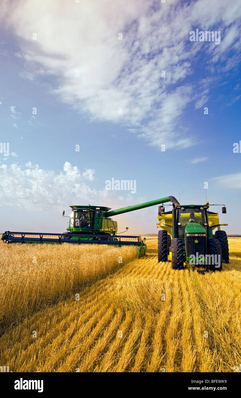 Une moissonneuse-batteuse de blé de printemps des coupes droites alors que le déchargement dans un wagon de grain sur le rendez-vous, près de La Salle, Manitoba, Canada Banque D'Images