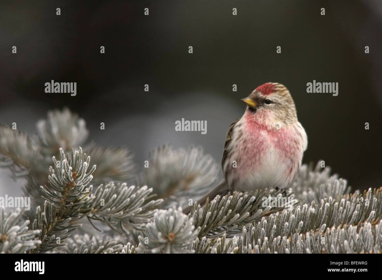 Un homme le sizerin flammé (Carduelis flammea) perchés sur des branches de conifères frosty, Saskatchewan, Canada Banque D'Images