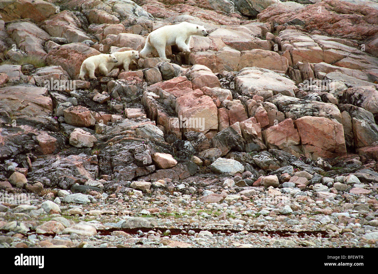 L'ours polaire et louveteaux (Ursus maritimus), le parc national Ukkusiksalik, la baie Wager, Nunavut, Canada Banque D'Images