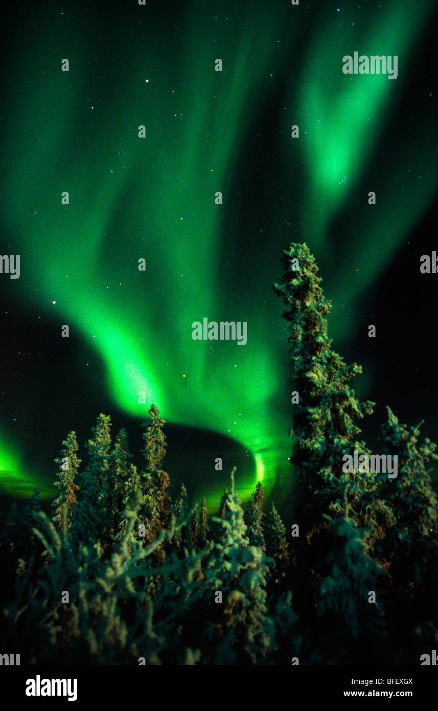 Aurora Borealis ou Northern Lights, au Yukon. Banque D'Images