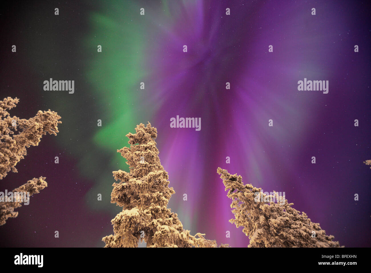 Aurora Borealis ou Northern Lights, au Yukon. Banque D'Images