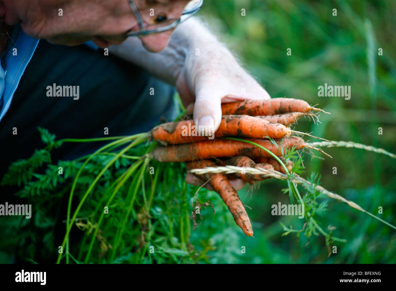 Senior citizen robuste carottes préparation dans un jardin. Banque D'Images