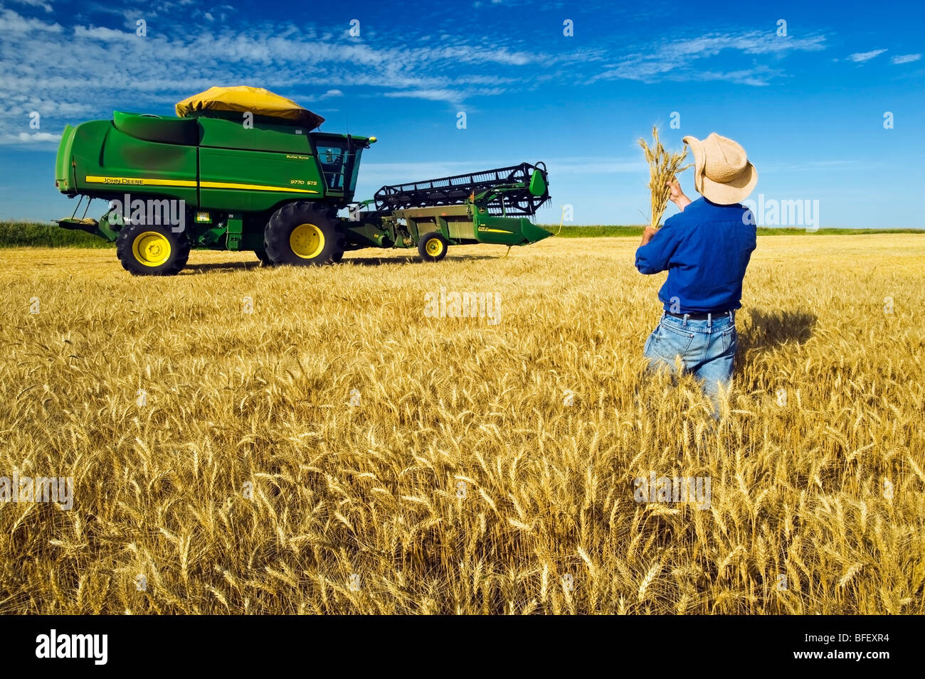 Un homme vérifie un prêt de la récolte de blé d'hiver avec une moissonneuse-batteuse dans l'arrière-plan, près de Kane, Manitoba, Canada Banque D'Images