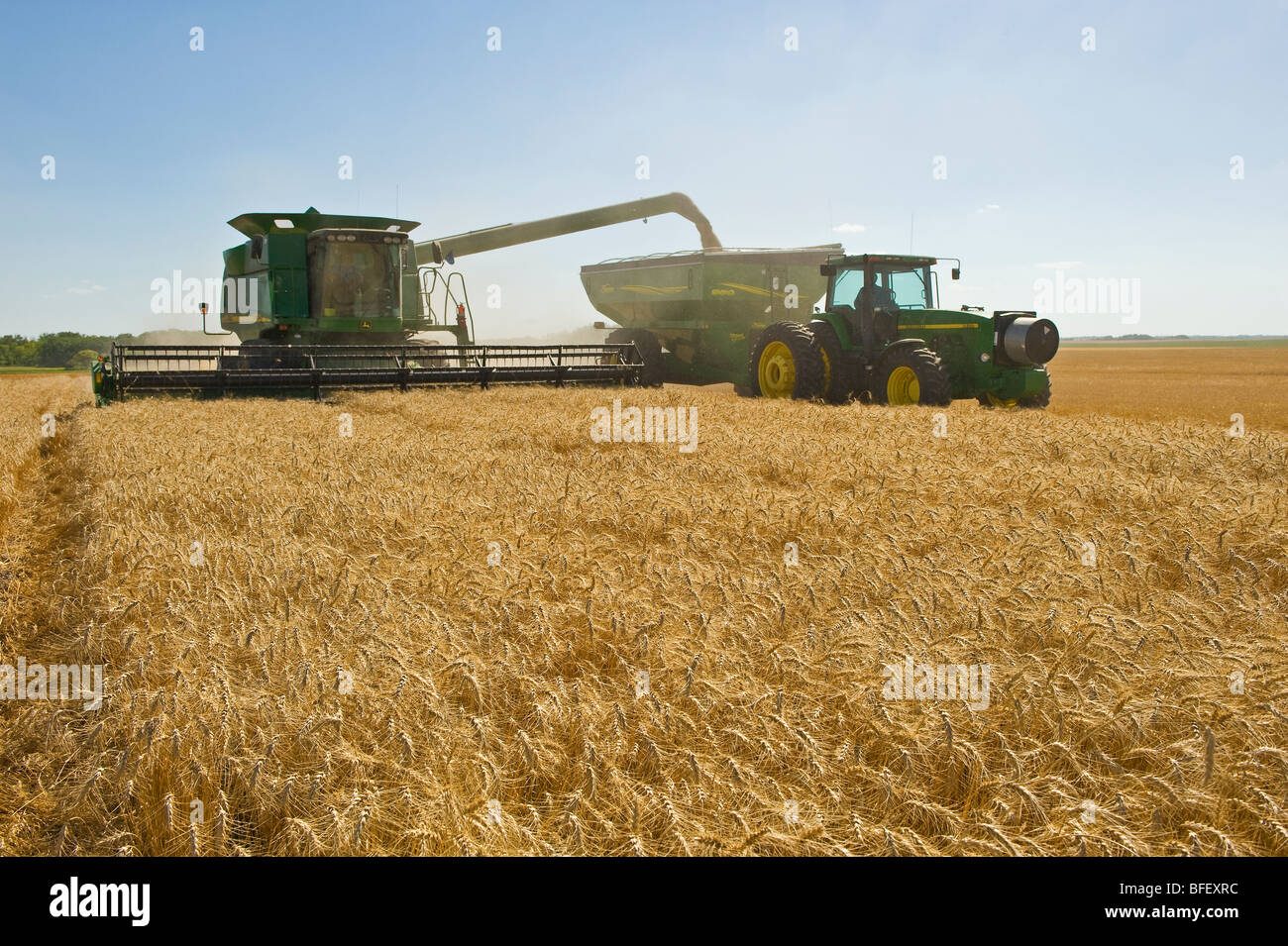 Une moissonneuse-batteuse décharge le blé d'hiver dans un wagon de grain sur le rendez-vous, près de Nesbitt, Manitoba, Canada Banque D'Images