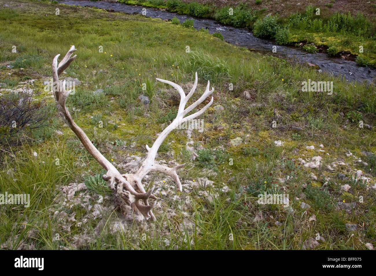 bois de caribou Banque D'Images