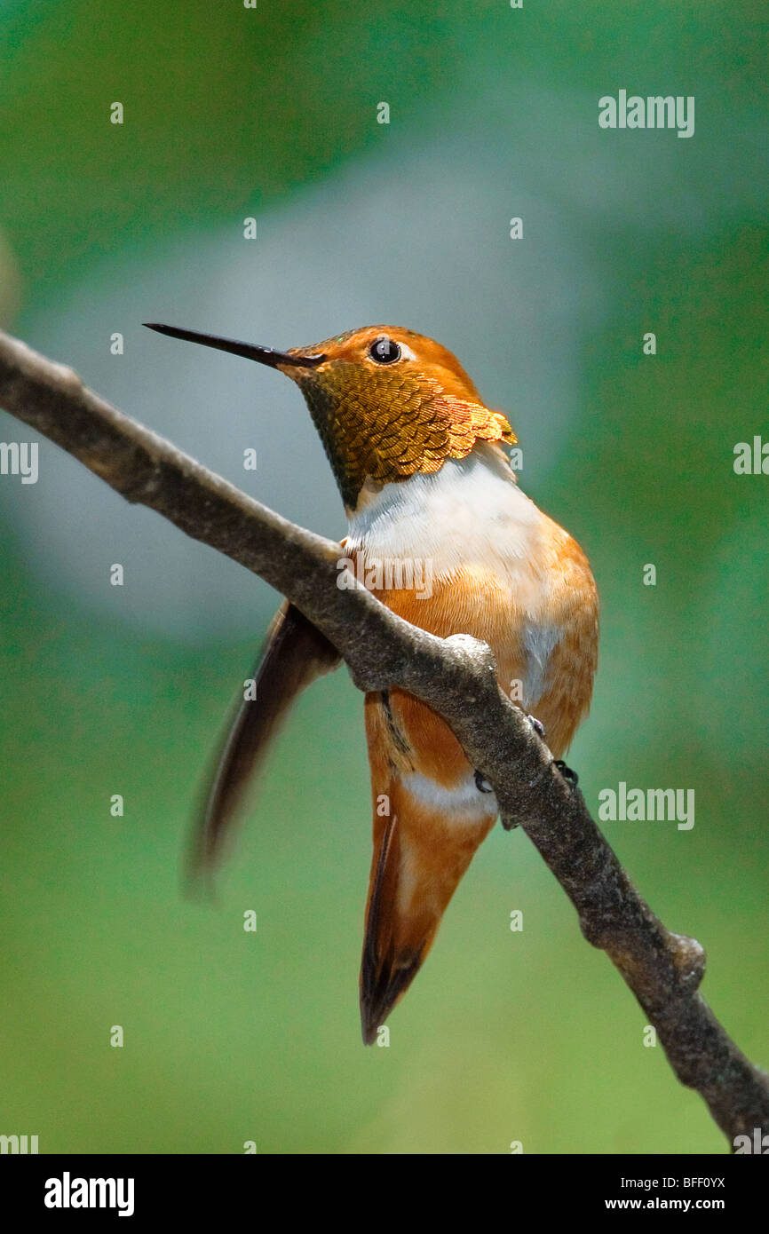 Le colibri mâle (Selasphorus rufus), Rocky Mountains, Jasper National Park, Alberta, l'Ouest du Canada Banque D'Images