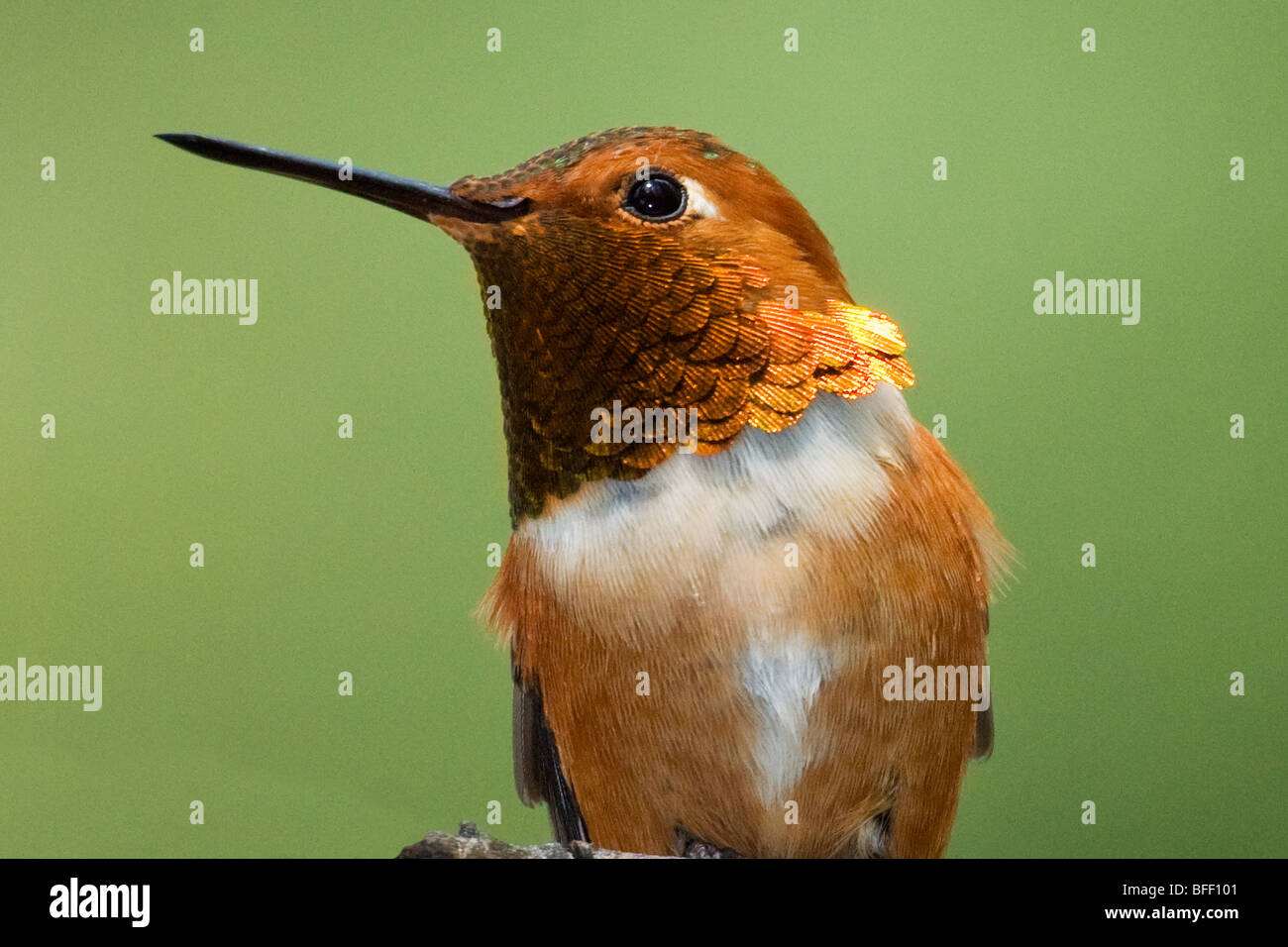 Mâle adulte (le colibri Selasphorus rufus), des montagnes Rocheuses, le Parc National de Jasper, l'ouest de l'Alberta, Canada Banque D'Images