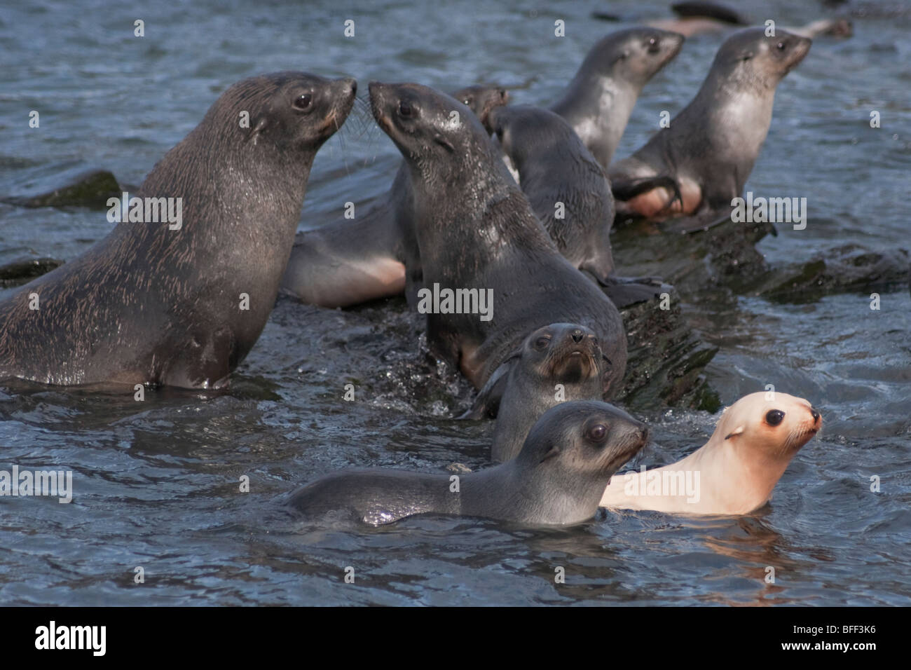 Leucistic de bébés phoques à fourrure antarctique, Arctocephalus gazella, Géorgie du Sud, Sud de l'océan Atlantique. Banque D'Images