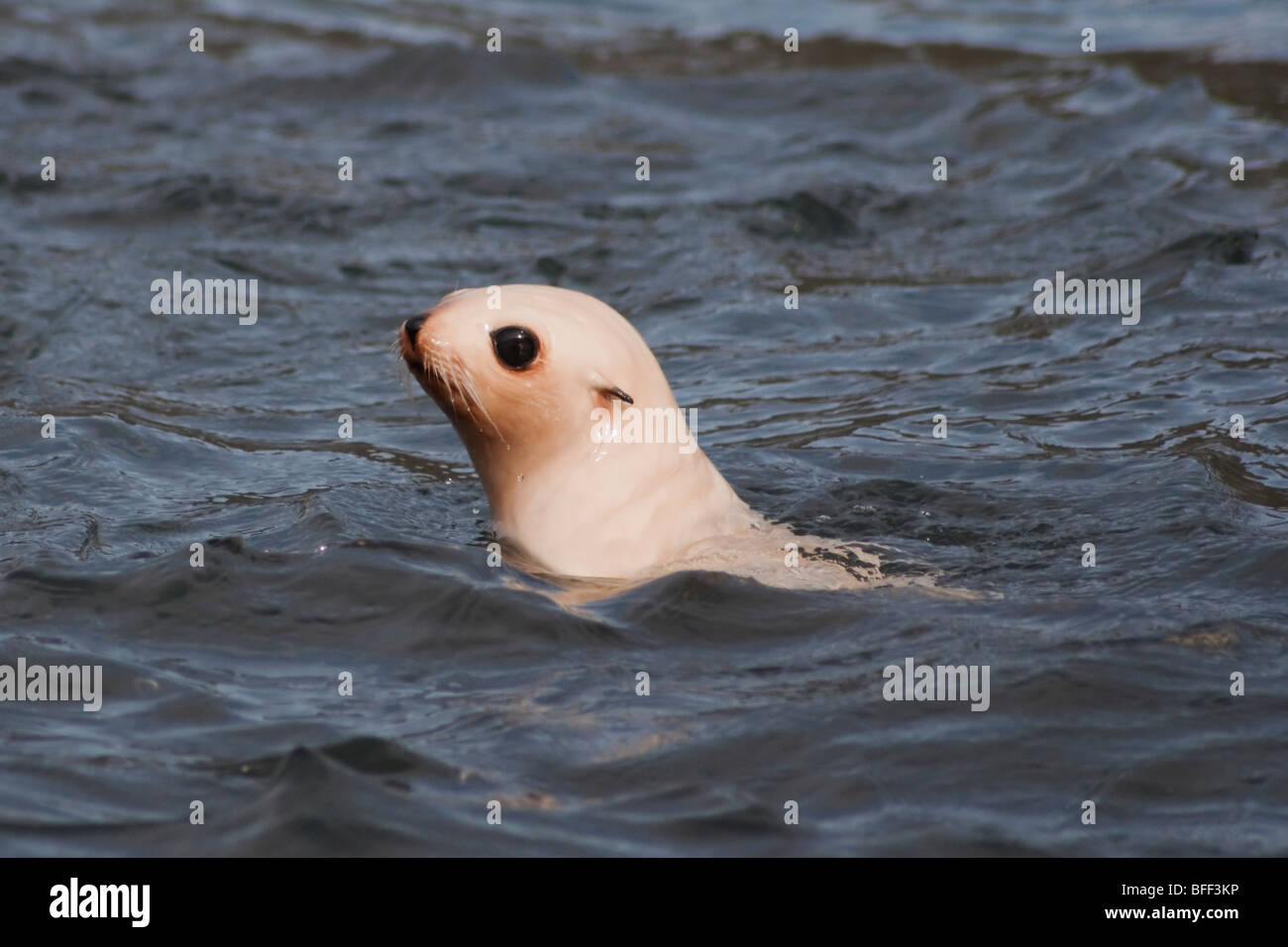 Leucistic de bébés phoques à fourrure antarctique, Arctocephalus gazella, Géorgie du Sud, Sud de l'océan Atlantique. Banque D'Images