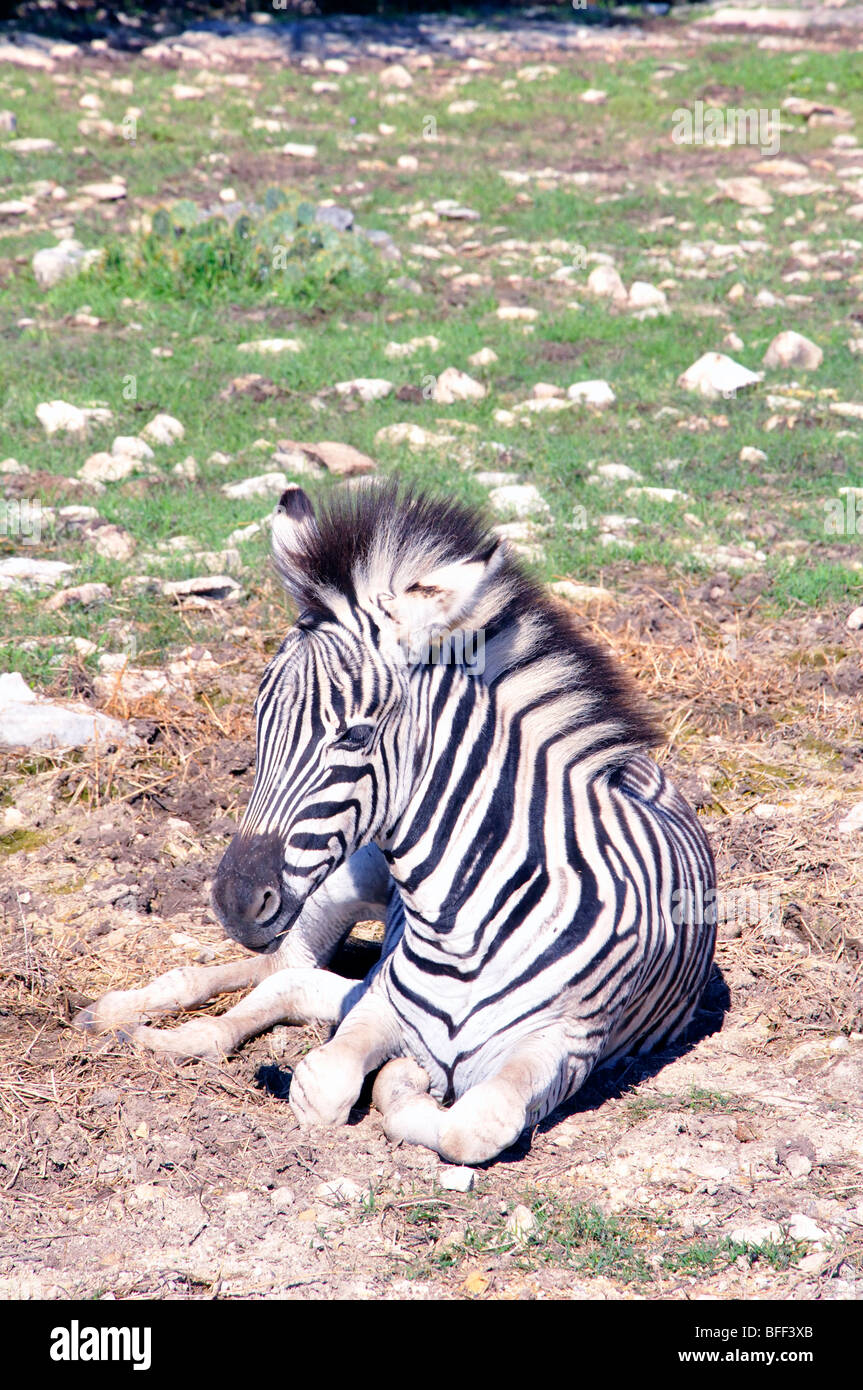 Le Damaraland zèbre (Equus burchelli antiquorum) Banque D'Images