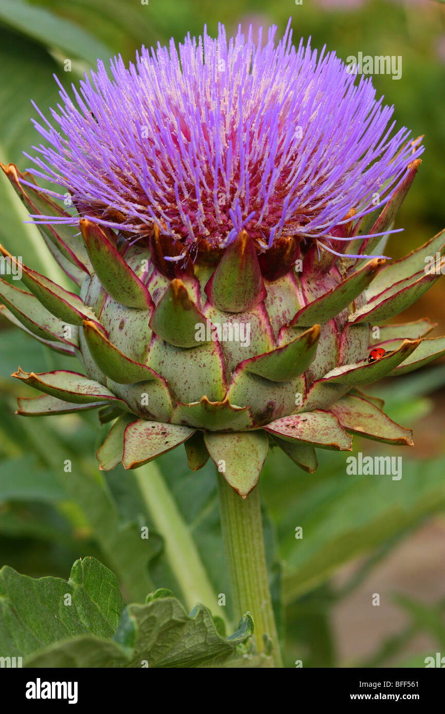 Fleur d'artichaut Cynara scolymus close up Banque D'Images