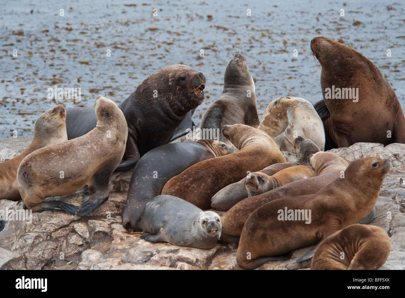 Otaries d'Amérique du sud, Otaria flavescens/byronia,bull dominante défier le reste de la colonie, Ushuaia, le Canal de Beagle. Banque D'Images
