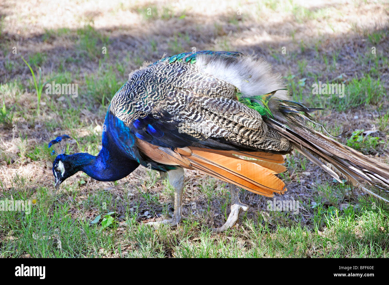 Peacock (Pavo cristatus) Banque D'Images