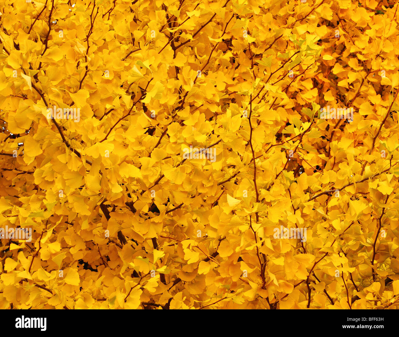 Mellow yellow Ginko biloba feuilles à l'automne Banque D'Images