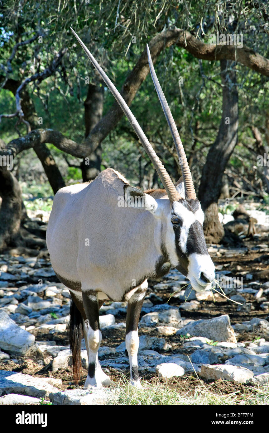Gemsbok (Oryx gazella) Banque D'Images