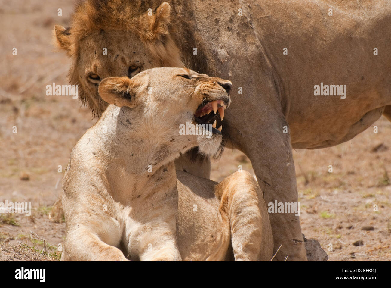 L'accouplement d'un lion et lionne avec la lionne grondant à l'homme lion baring ses dents Banque D'Images