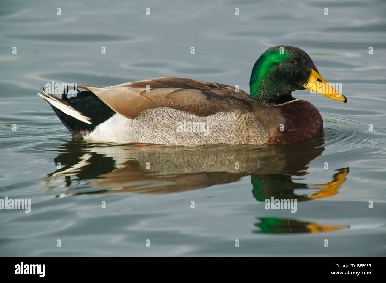 Canard colvert natation en bleu de l'eau. Banque D'Images