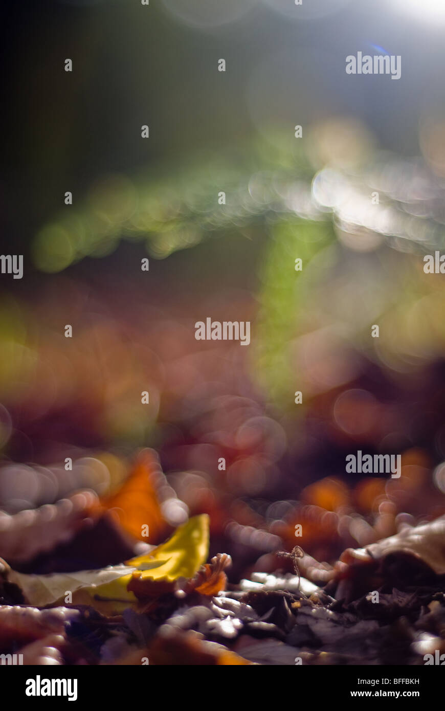 Les feuilles d'automne, Wemmel, East London Banque D'Images