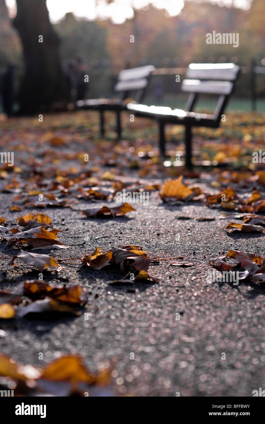 Les feuilles d'automne, Wemmel, East London Banque D'Images