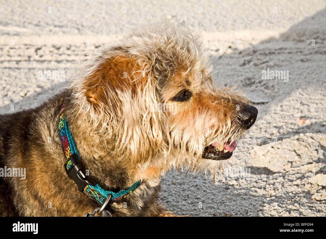 Petit chien brun et noir assis sur la plage Banque D'Images