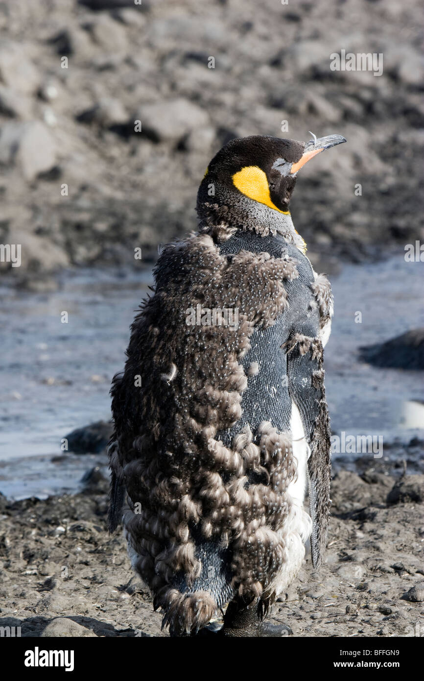 L'envol des oisillons King Penguin (environ 12-13 mois), South Georgia Island Banque D'Images