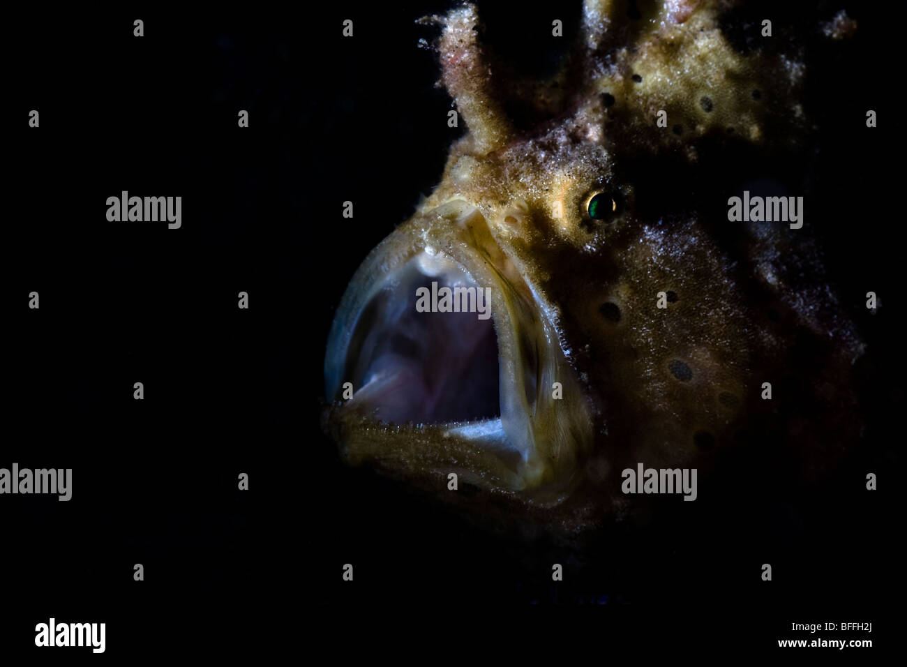 Poisson Grenouille géant Antennarius commersonii yawning in Détroit de Lembeh, Manado, Sulawesi, Indonésie Banque D'Images