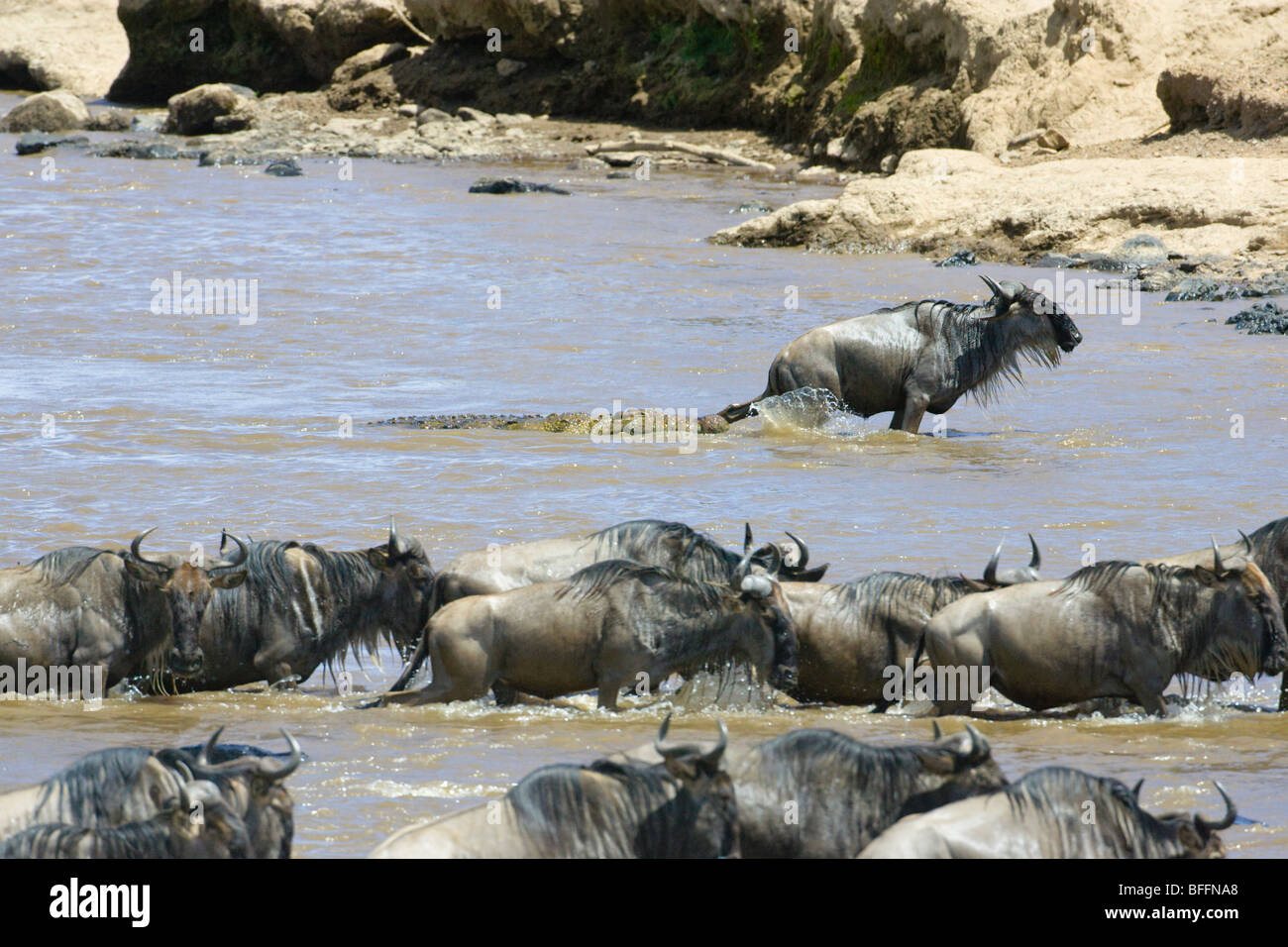 Le gnou, Connochaetes taurinus, traverser la rivière Mara. Le Masai Mara National Reserve, Kenya. Banque D'Images