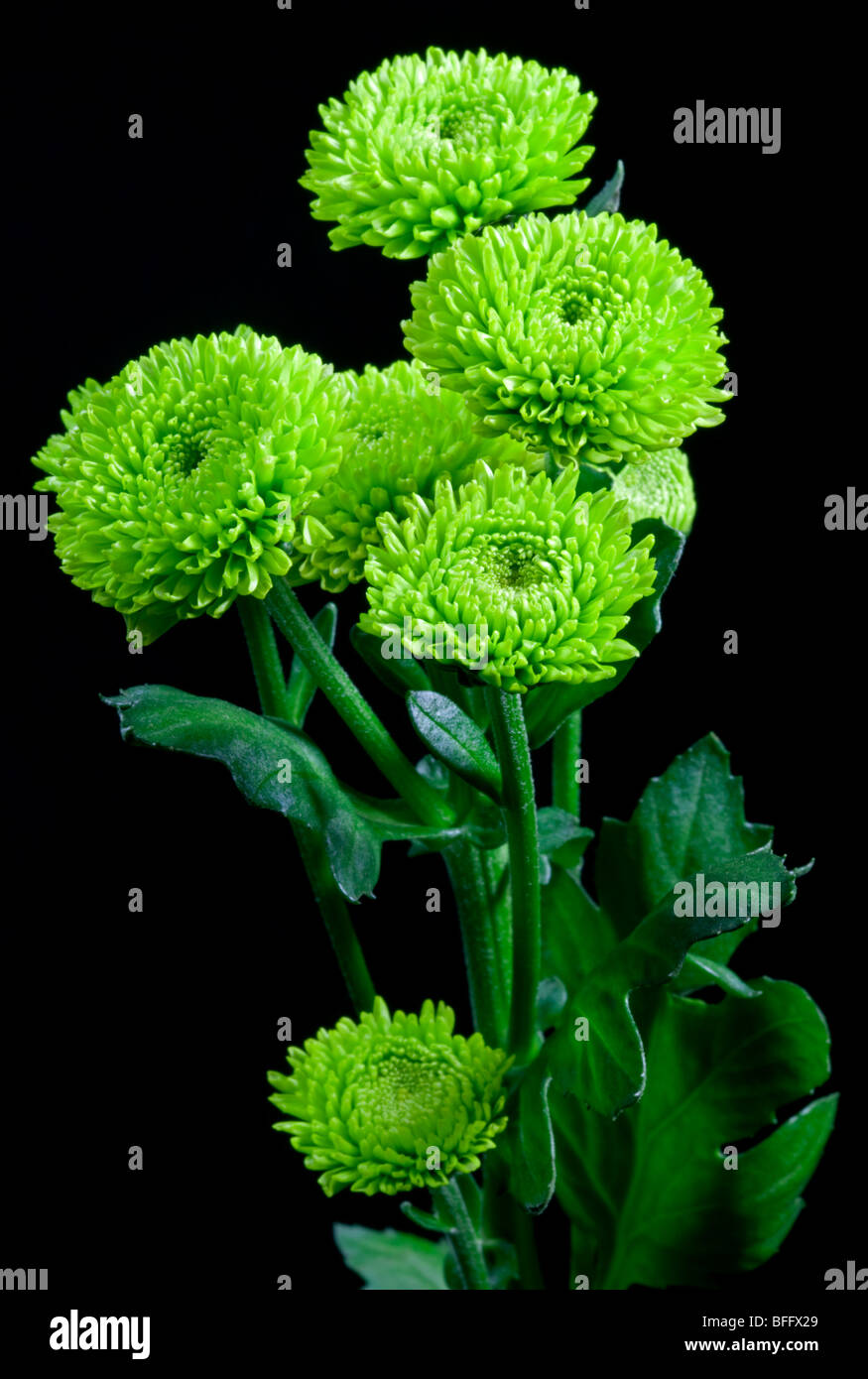 Chrysanthèmes vert Banque D'Images