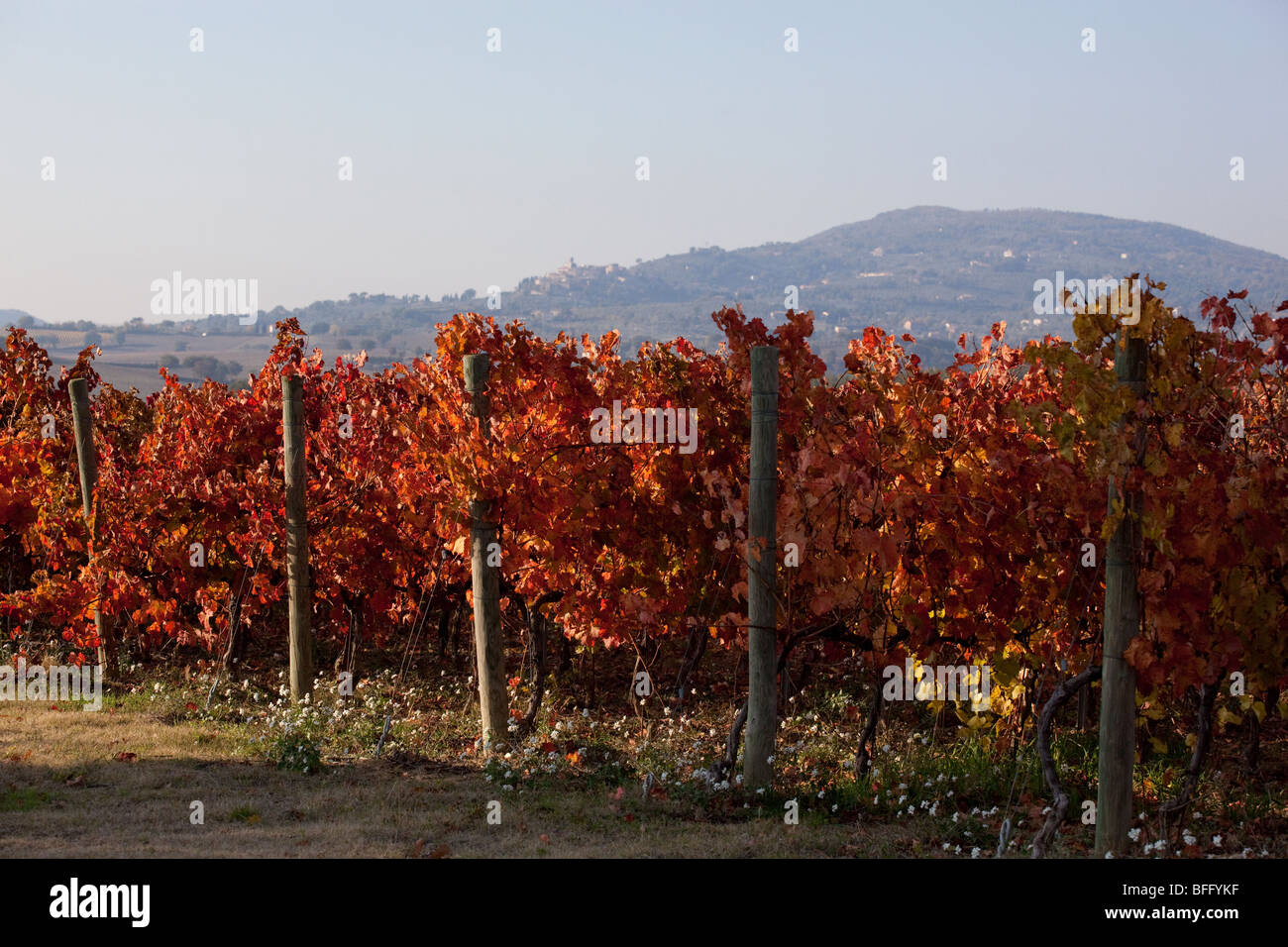 Vignobles, près de Montefalco Sagrantino, Ombrie, Italie Banque D'Images