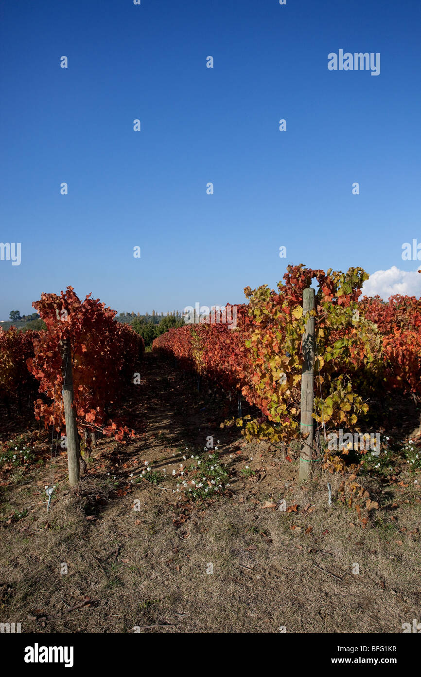 Vignobles, près de Montefalco Sagrantino, Ombrie, Italie Banque D'Images