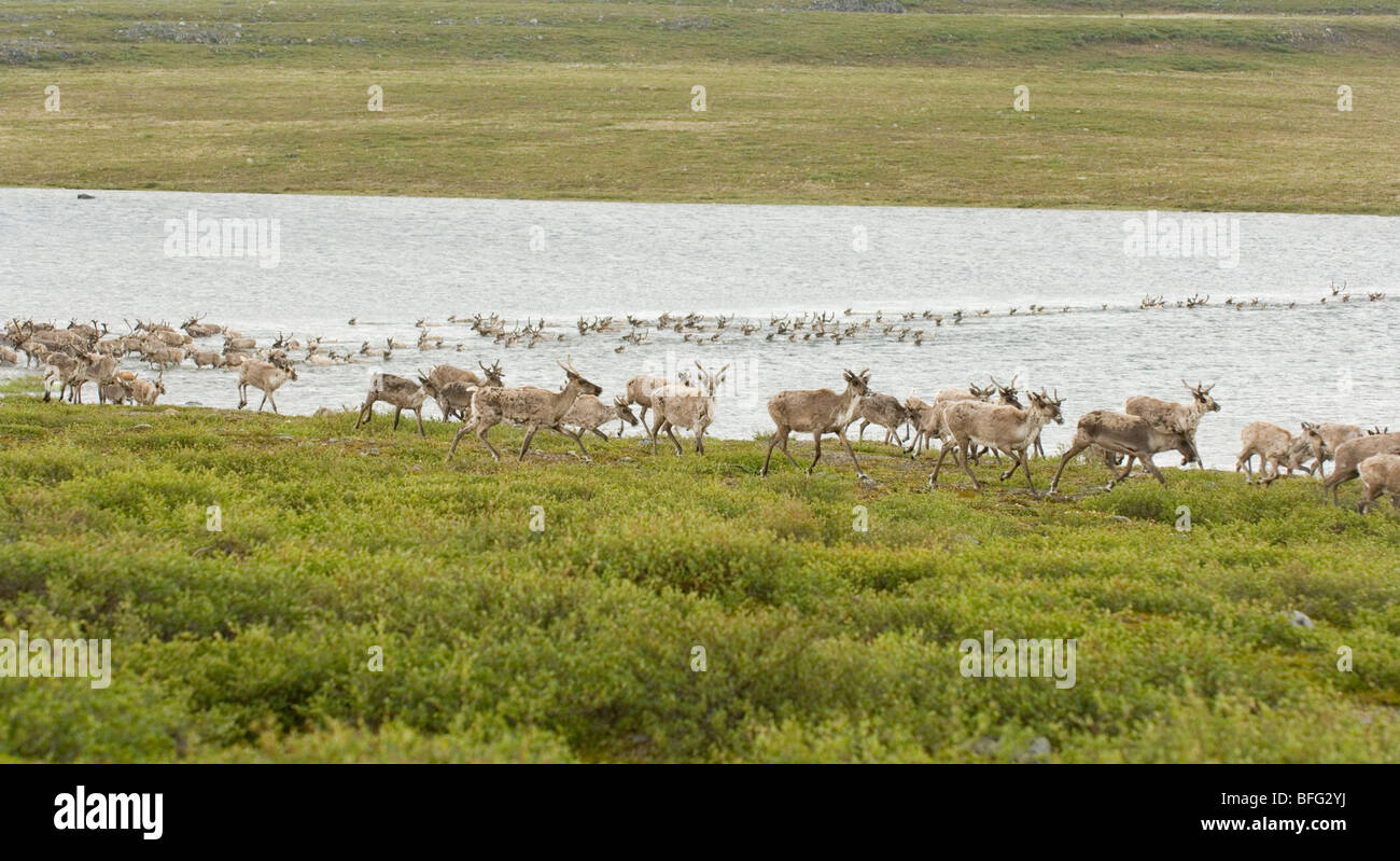 Le caribou de la toundra Rangifer tarandus groenlandicus, Migration, Bathurst/Beverly troupeau. Terres stériles, dans les Territoires du Nord-Ouest, Canada Banque D'Images