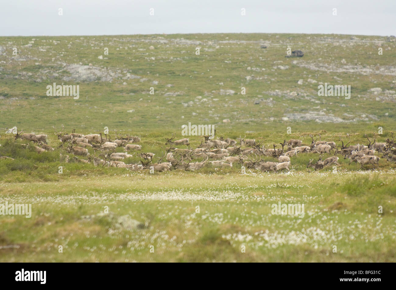 Le caribou de la toundra migration estivale, Rangifer tarandus groenlandicus. Au nord de Whitefish Lake, Territoires du Nord-Ouest, Canada Banque D'Images