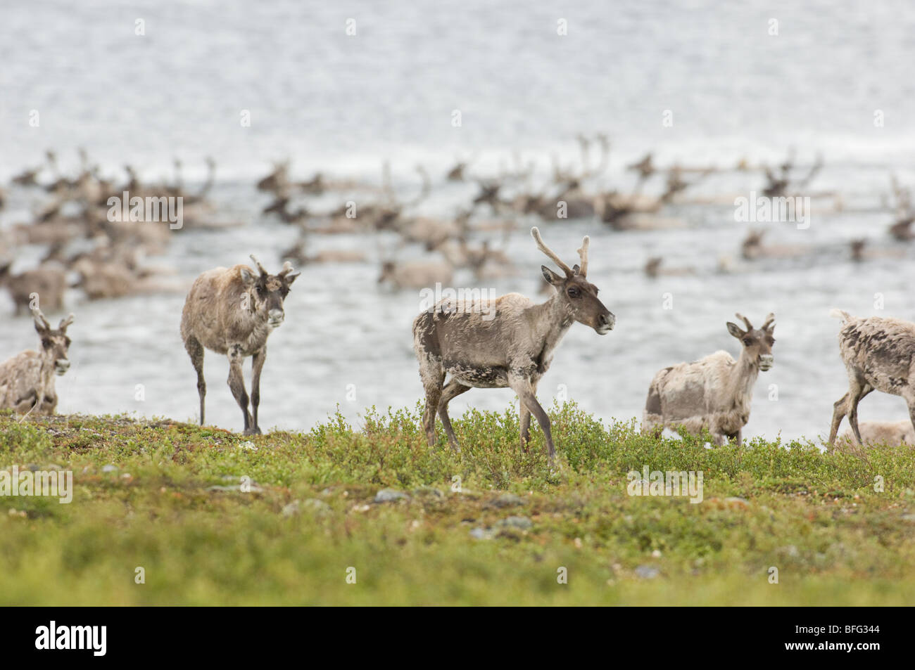 Le caribou de la toundra migration estivale, Rangifer tarandus groenlandicus. Au nord de Whitefish Lake, Territoires du Nord-Ouest, Canada Banque D'Images