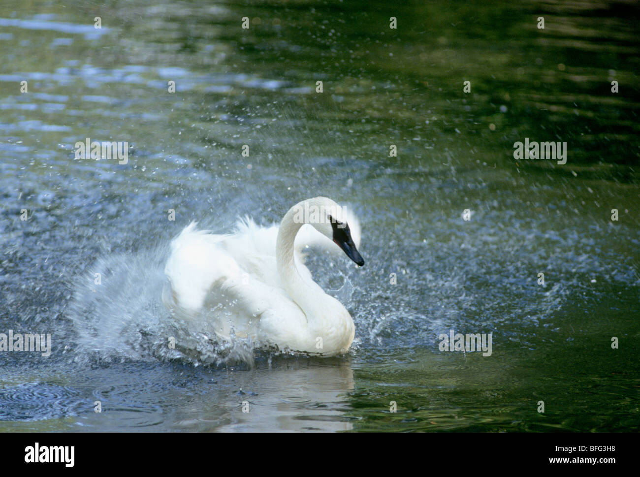 Cygne trompette (Cygnus buccinator) Echelle et éclaboussures, Alberta, Canada Banque D'Images