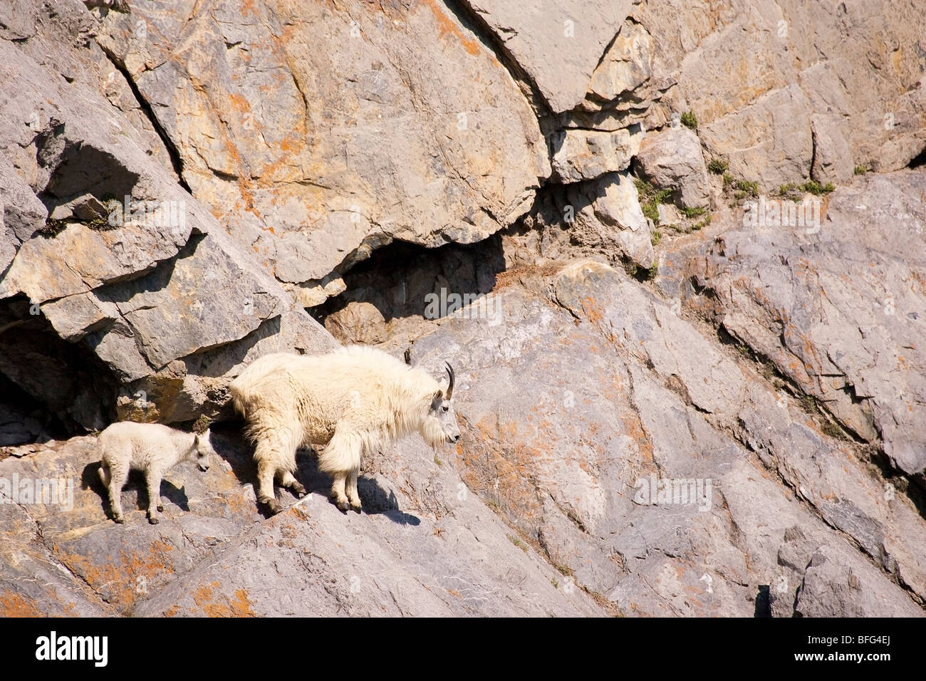 La Chèvre de montagne (Oreamnos americanus), kid article vire sur la montagne raide côté. Banque D'Images