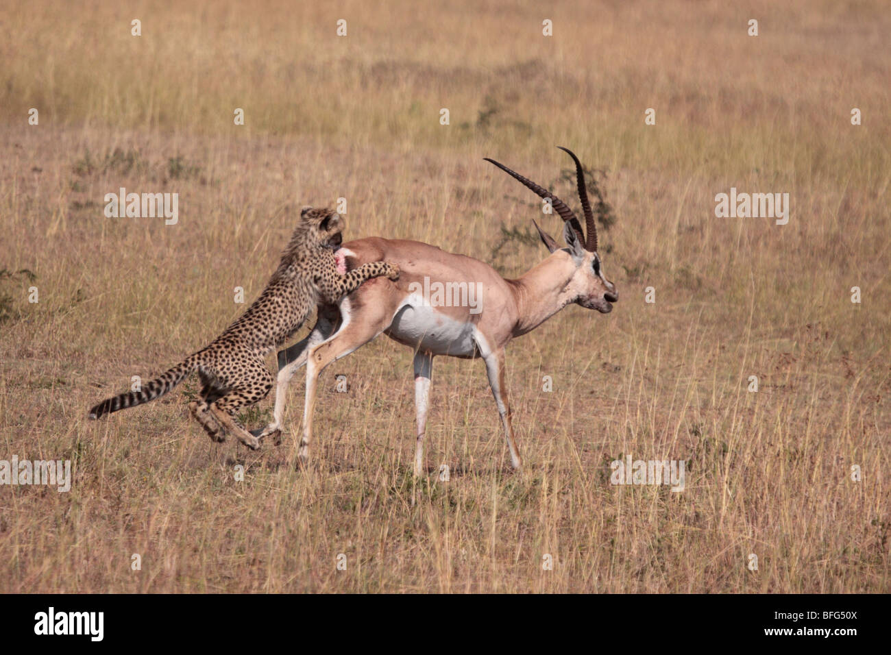 Guépard Acinonyx jubatus yearling adultes attaquent la gazelle de Grant dans le Masai Mara au Kenya Banque D'Images