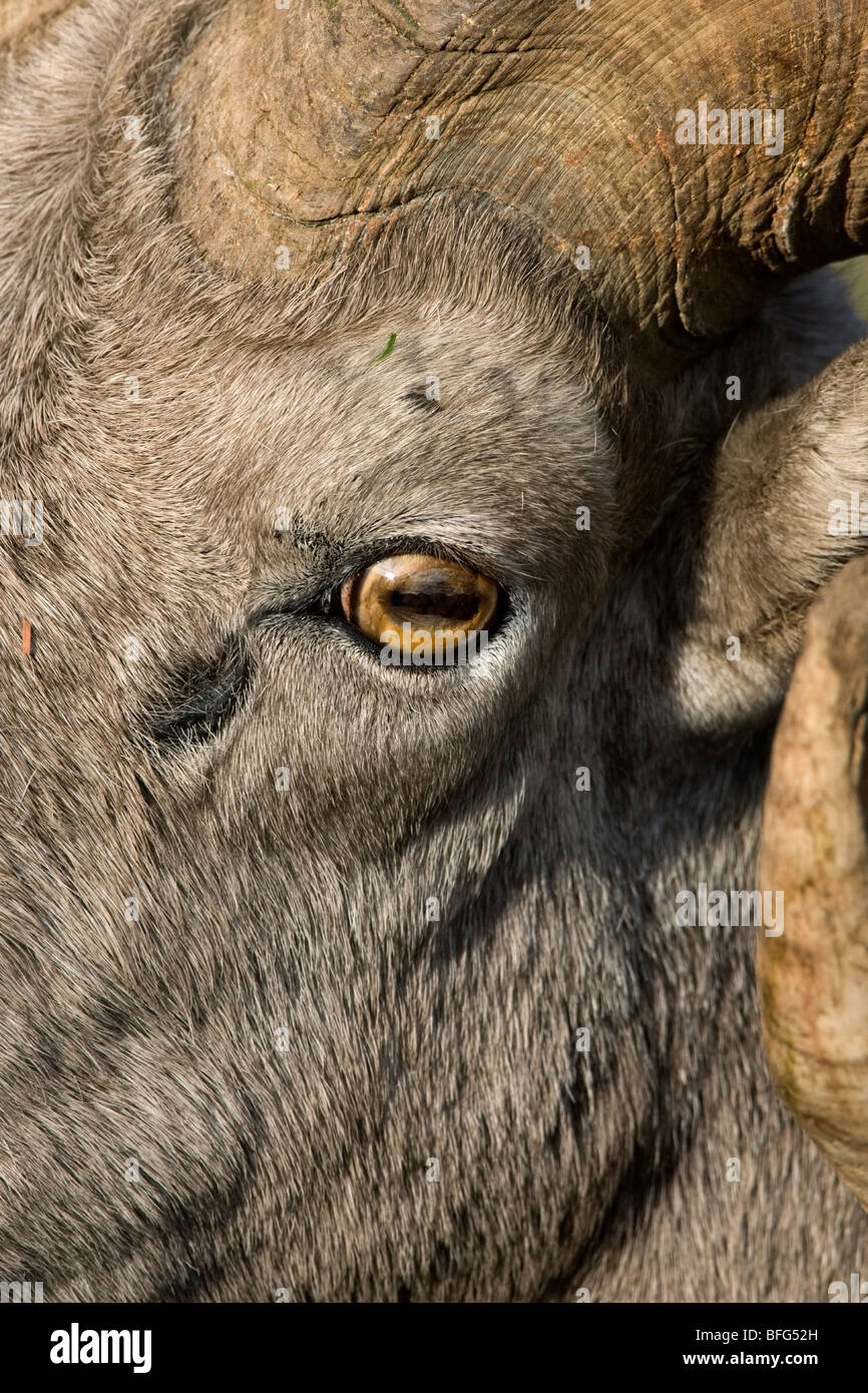 Ram bighorn (Ovis canadensis), oeil détail, Logan Pass, Glacier National Park, Montana. Banque D'Images