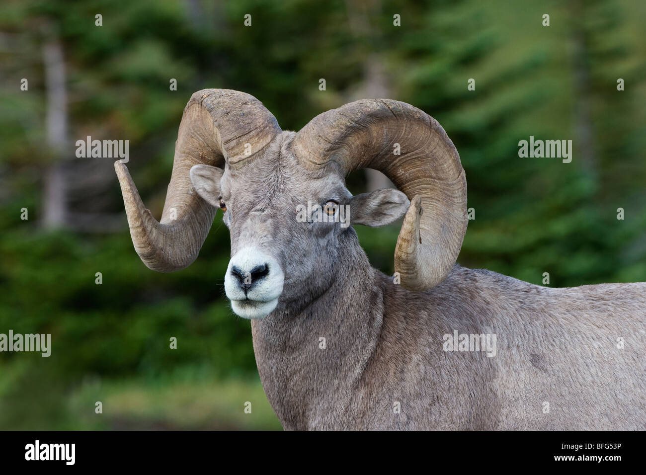 Ram bighorn (Ovis canadensis), Logan Pass, Glacier National Park, Montana. Banque D'Images