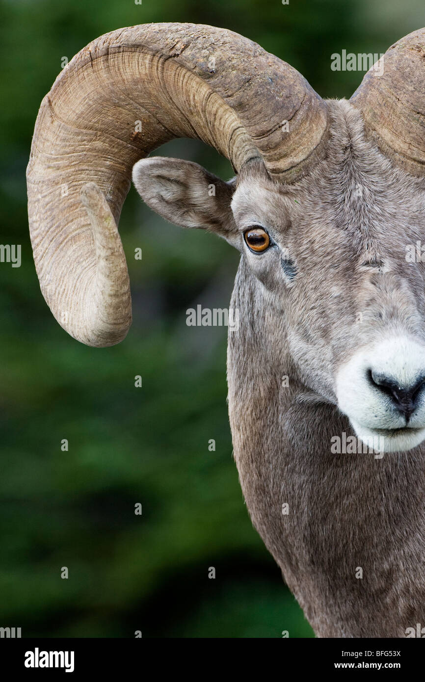 Ram bighorn (Ovis canadensis), Logan Pass, Glacier National Park, Montana. Banque D'Images Ram bighorn (Ovis canadensis), Logan Pass, Glacier National Park, Montana. Banque D'Images