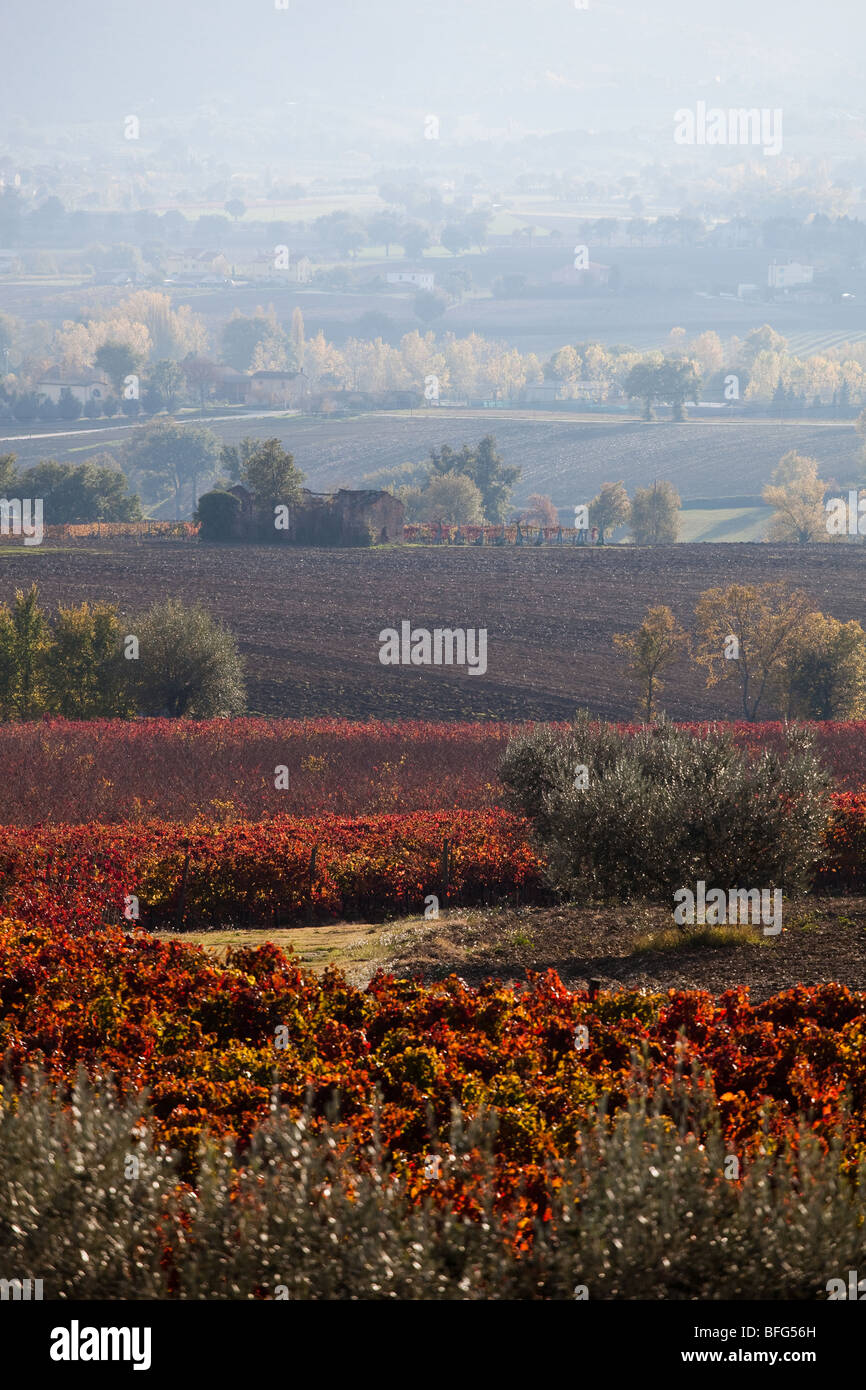 Paysage d'automne Ombrie en Italie ; les champs labourés et les arbres voir les couleurs de l'automne ; le Sagrantino vignes, à Montefalco, Banque D'Images