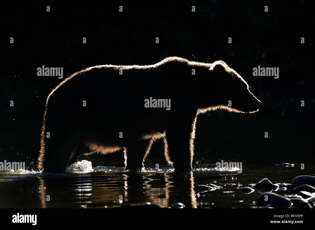 Éclairé par led grizzli (Ursus arctos horribilis), femme, la côte de la Colombie-Britannique, Canada. Banque D'Images