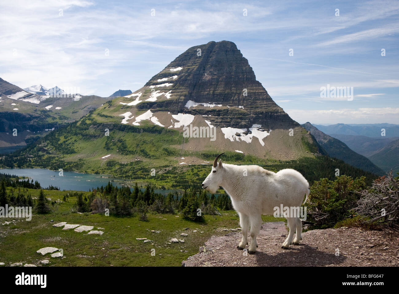 La chèvre de montagne (Oreamnos americanus), surplombant le lac caché et Bearhat Montagne, Glacier National Park, Montana, USA. Banque D'Images