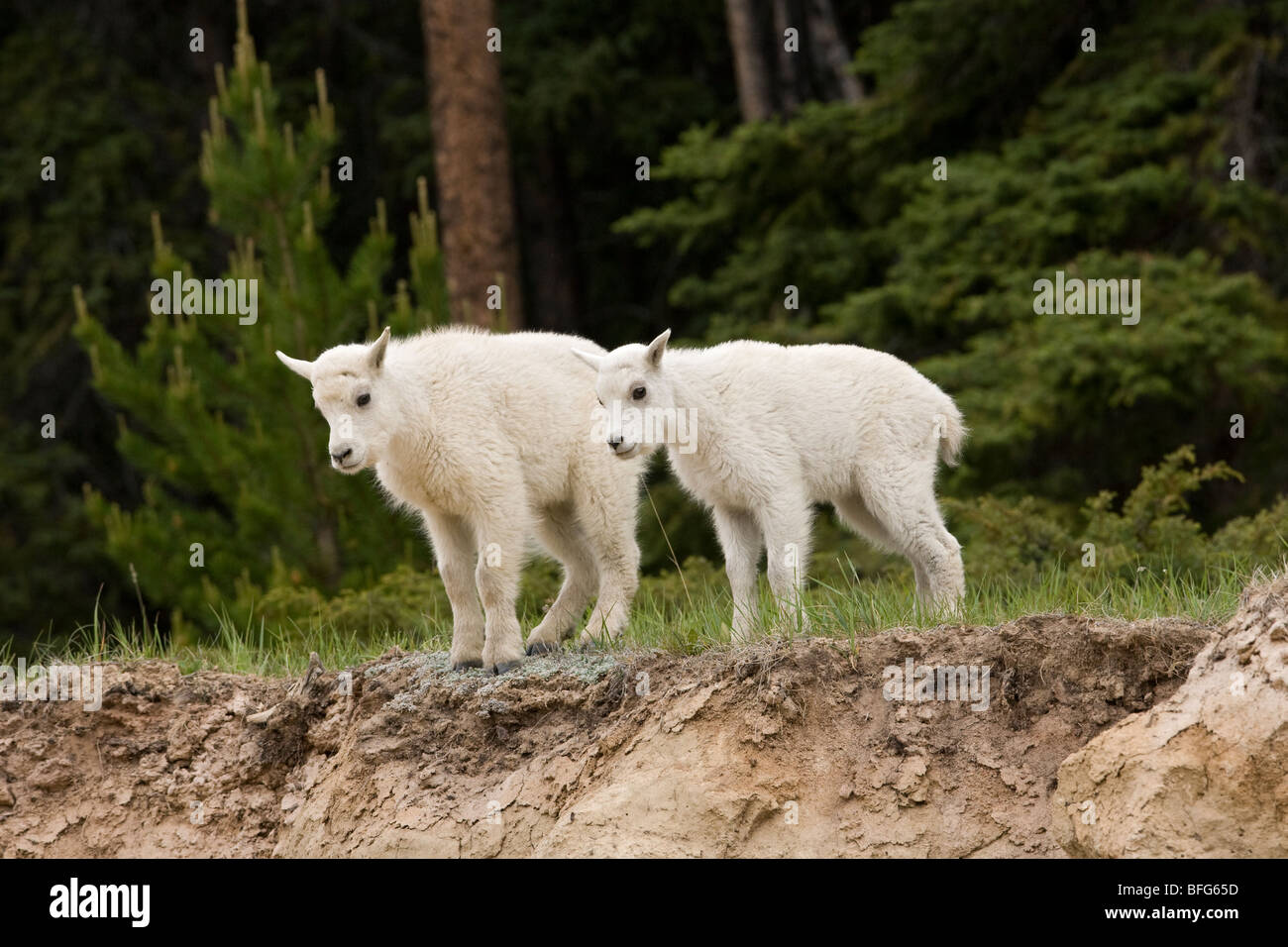 La chèvre de montagne (Oreamnos americanus), pour les enfants, Jasper National Park, Alberta, Canada. Banque D'Images